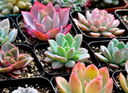 ȫIPOʶӽʷλ гǹĭ